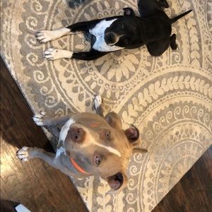 Meet your Posher, Bailey